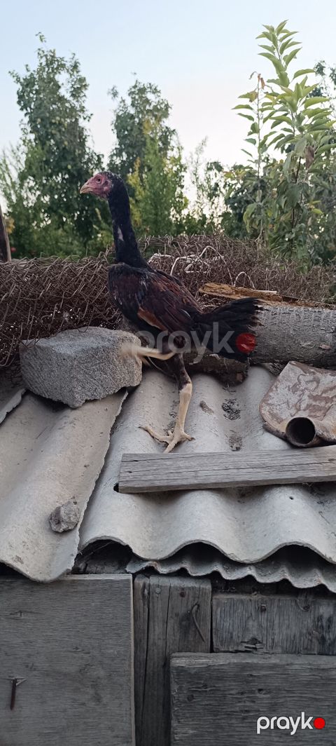 Xoruz, Heyratı, il: >5 Ünvandan götürmə, Pulsuz çatdırılma, Ödənişli çatdırılma — Mingəçevir