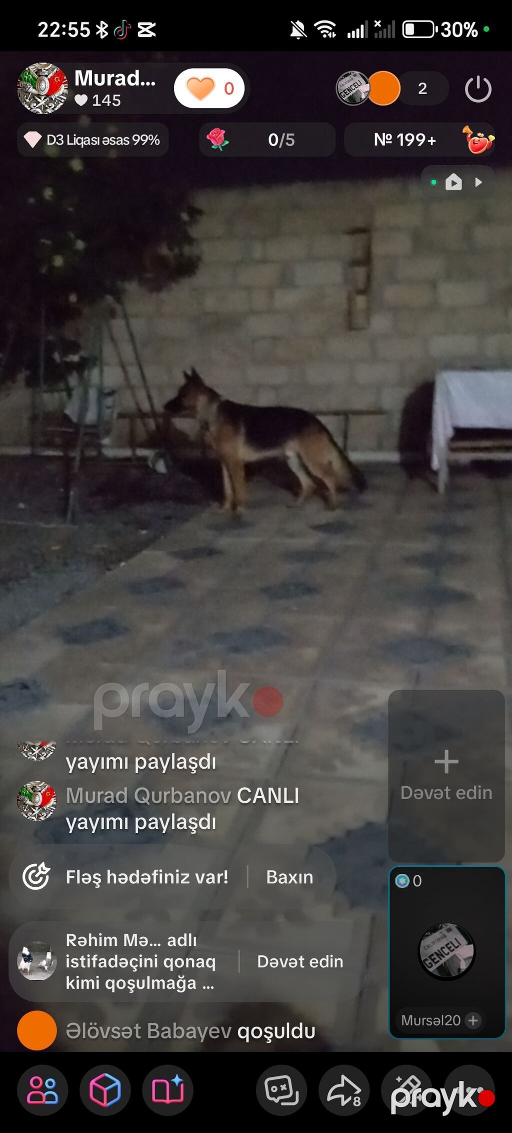 Alman çoban iti — Köpəklər, Samux (2)