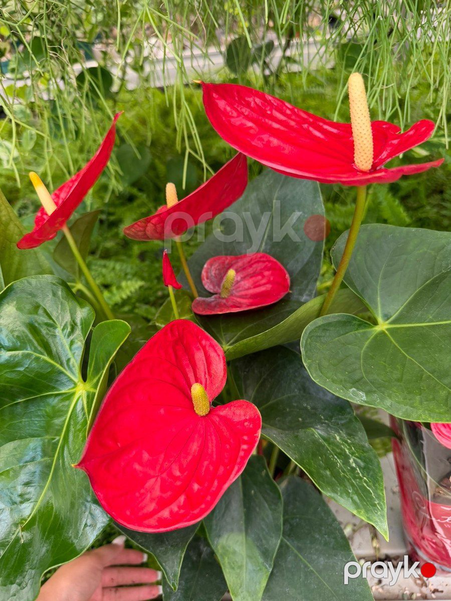 Anthurium — Bitkilər, Bakı (3)