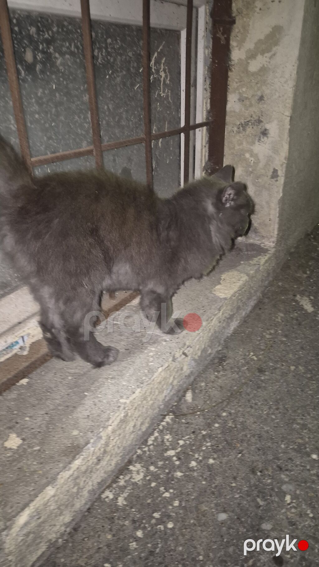 Boz tüklü pişik – uzun quyruqlu, orta ölçülü, yumşaq və sıx — Pişiklər, Bakı (2)