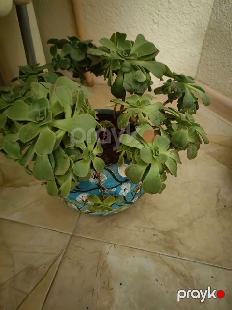 Sukkulent bitki – Aeonium (Eonium) növü - Dekorativ, rozet formalı — Bakı