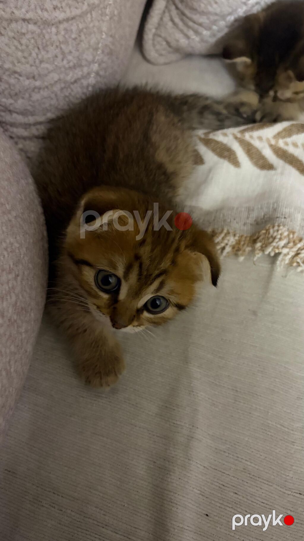 Şinşilla — Pişiklər, Bakı (2)