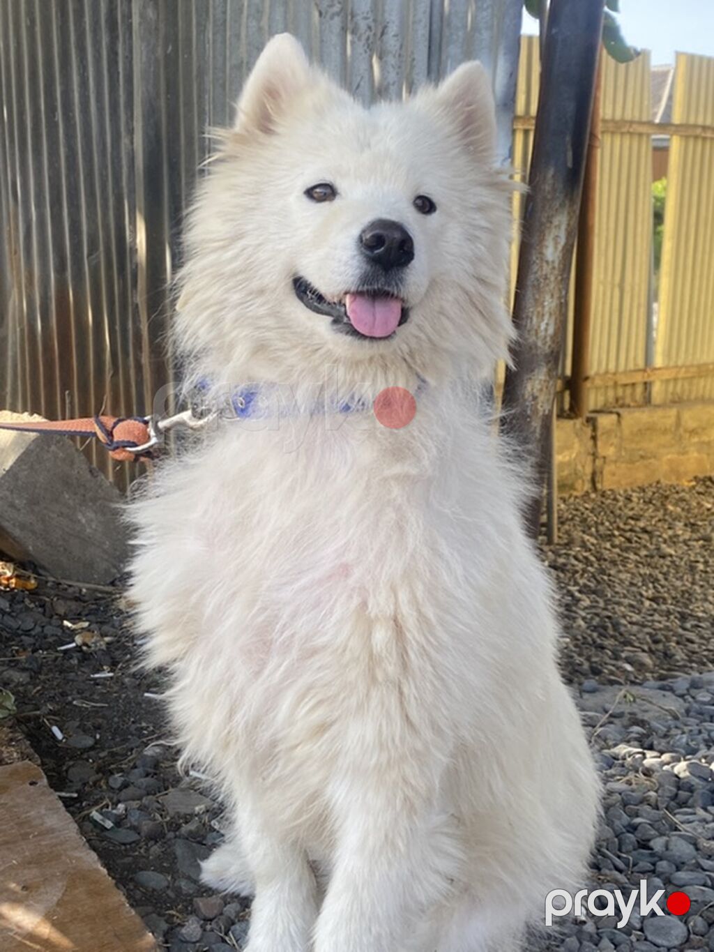 Samoyed, 4 il, Dişi — Köpəklər, Bakı (2)