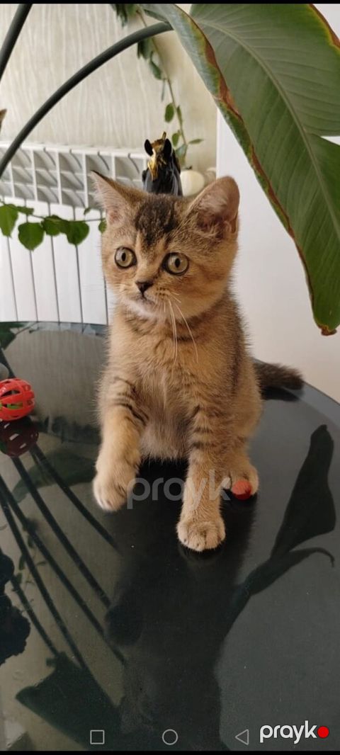 Şotland pişiyi balası — Bakı