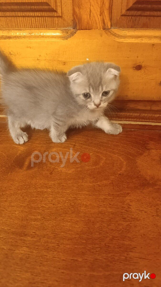 Şinşılla pişik balası — Pişiklər, Bakı (4)