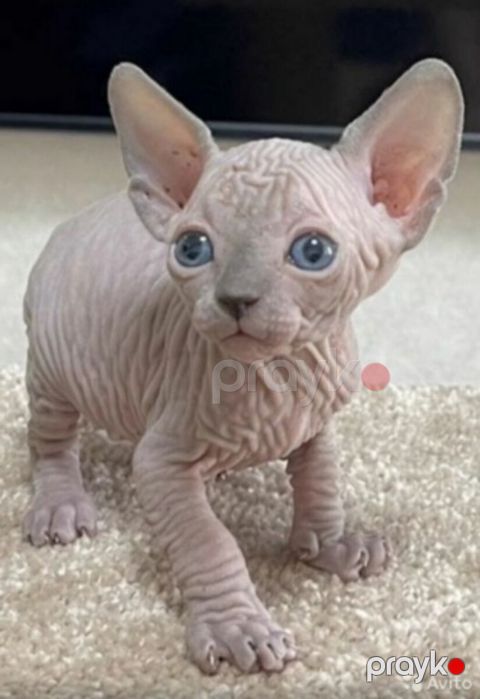 Котята сфинкса — Bakı