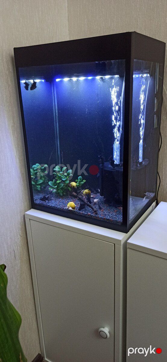 Akvarium — Akvariumlar və balıqlar, Bakı (6)