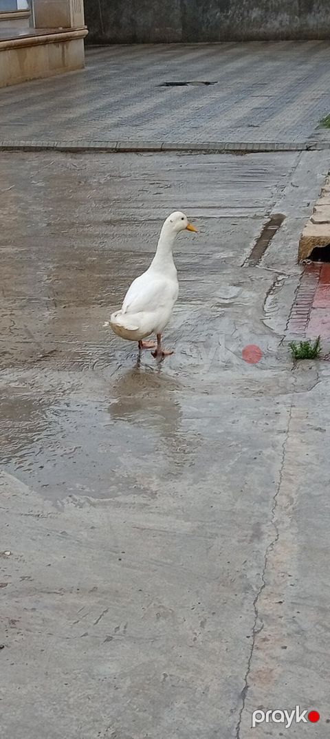 Ördək — Bakı