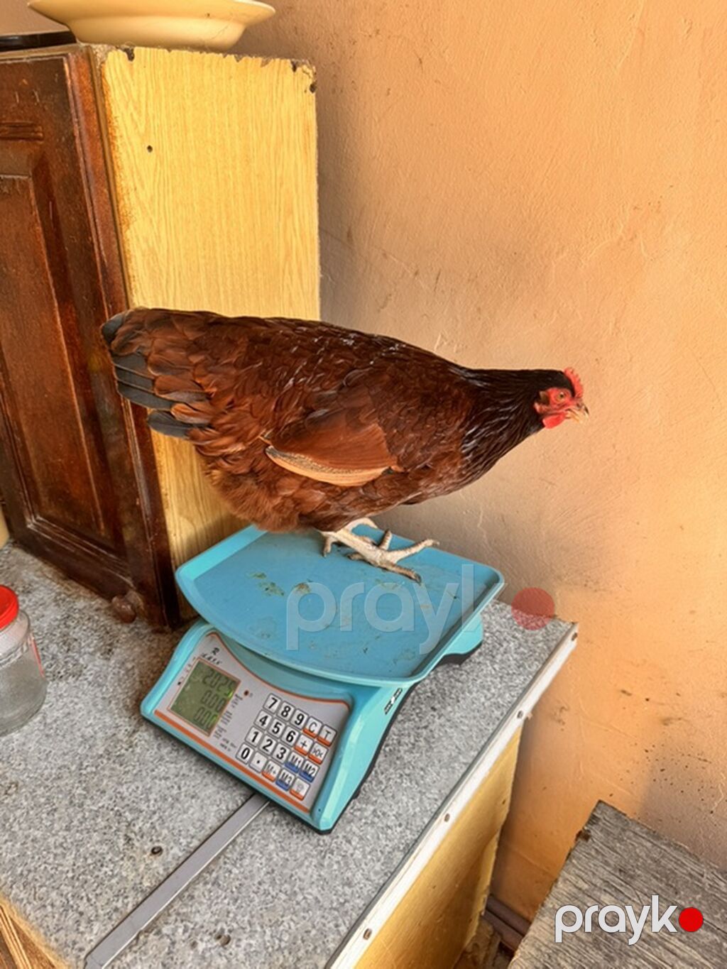Toyuq, Yumurtalıq — Toyuq və xoruz, Bakı (9)