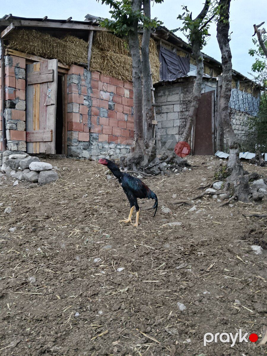 Heyratılar — Quşlar, İsmayıllı (3)