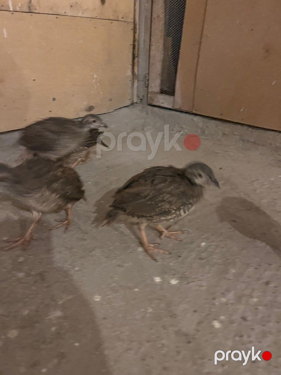 Kəklik çüçələri — Quşlar, Quba (6)