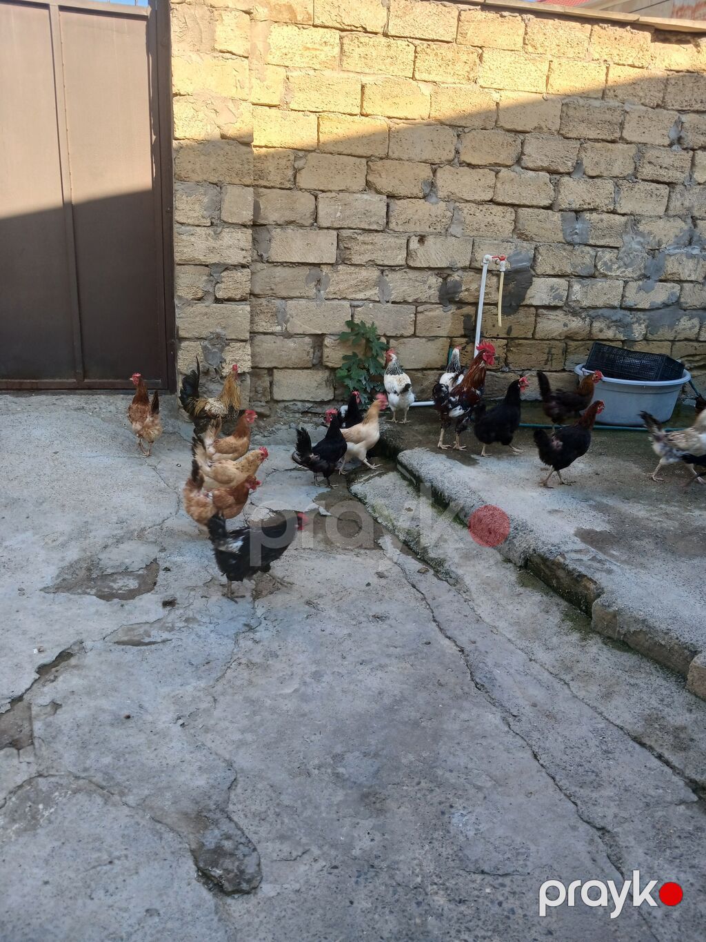 Məhsul: Xoruzlar və toyuqlar Təsvir: - Həyətdə sərbəst gəzib-otlayan — Toyuq və xoruz, Bakı (2)