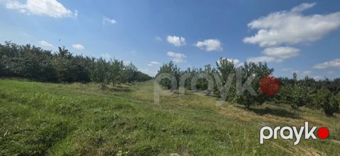 Satılır torpaq 300 sot — Xaçmaz