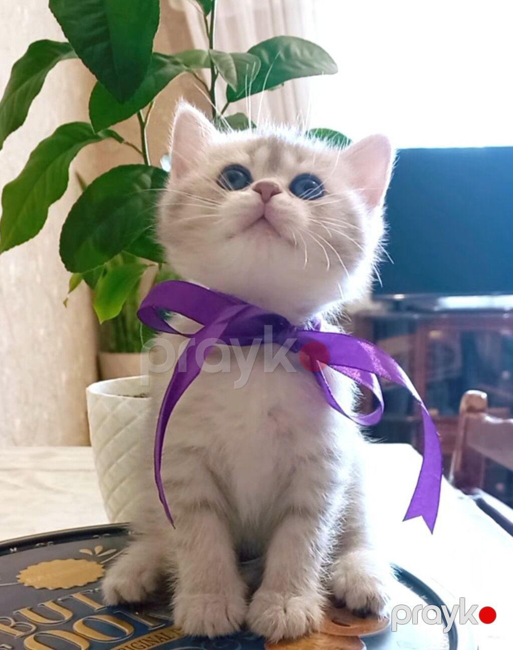 Tabbi, Dişi, Yaxşı əllərə, Ünvandan götürmə — Pişiklər, Bakı (8)