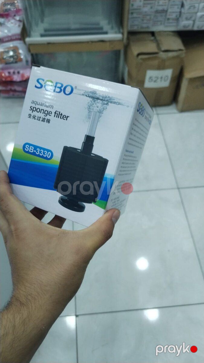 Sobo pipo — Akvariumlar və balıqlar, Bakı (2)