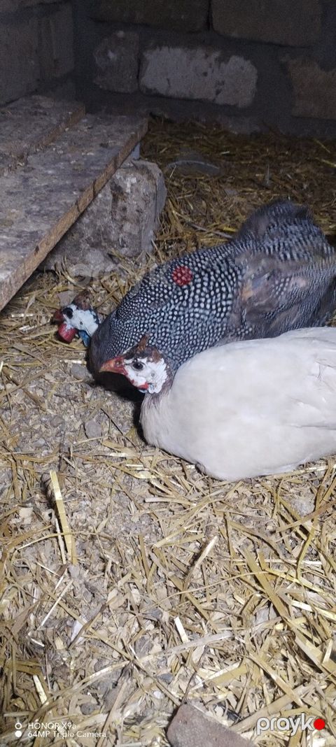 Firəng quşu — Bakı