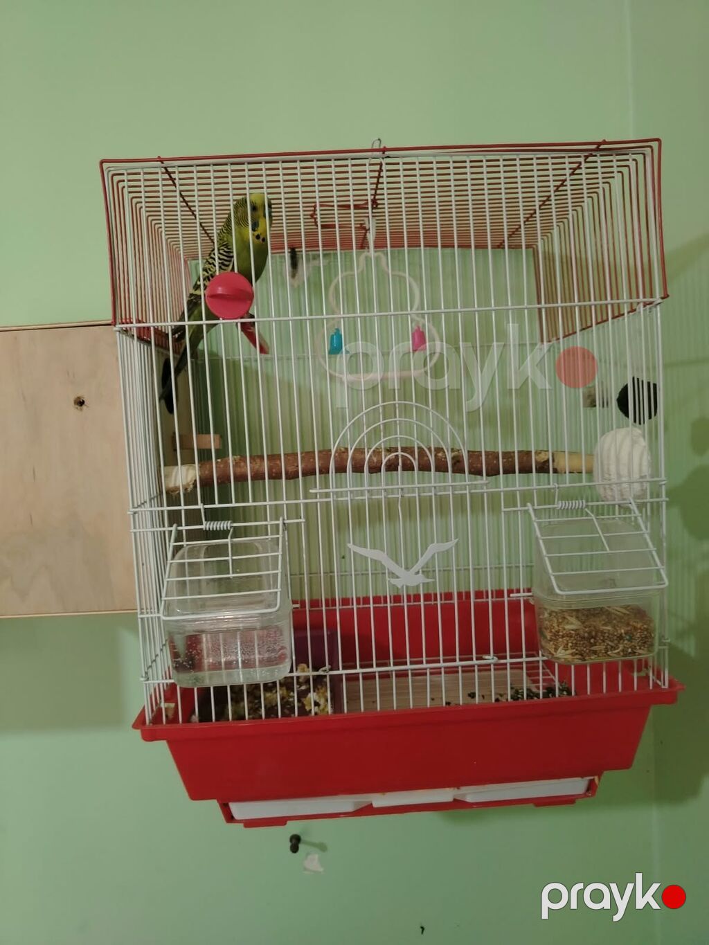 Hamsinin altinda bala var qefes qarisiq optum satilir hamsi Məhsul — Qəfəslər, Bakı (3)