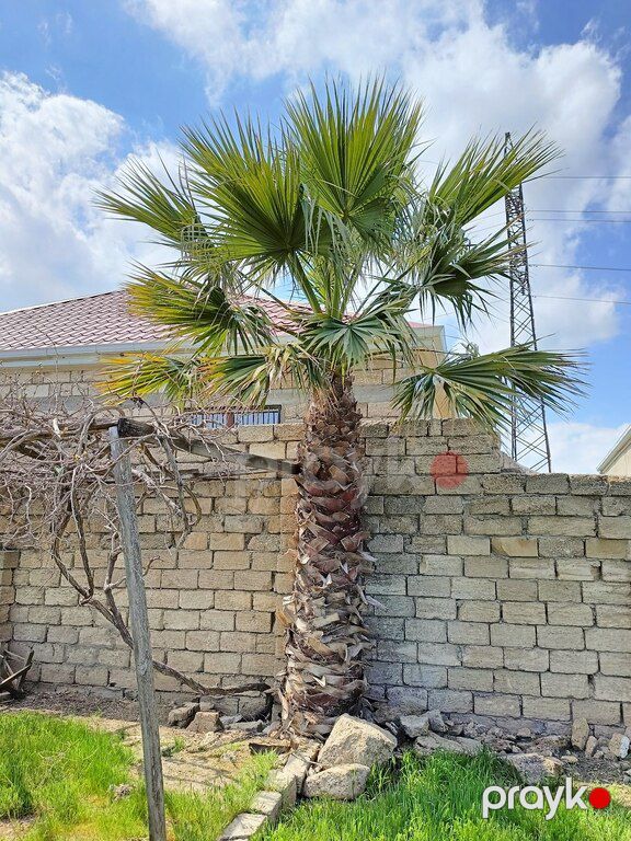 Vaşinqton palması — Bitkilər, Bakı (8)