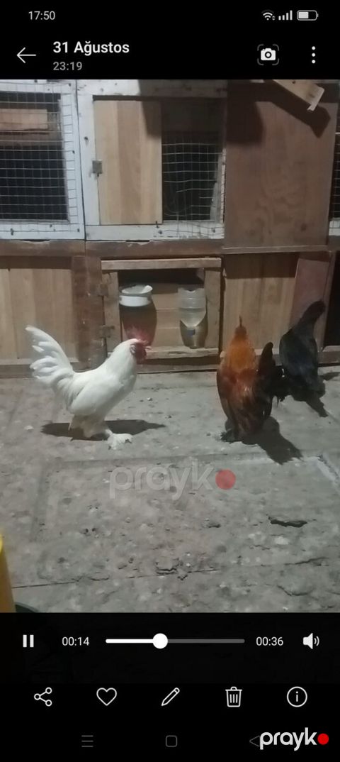 Yaponka quşlar — Bərdə