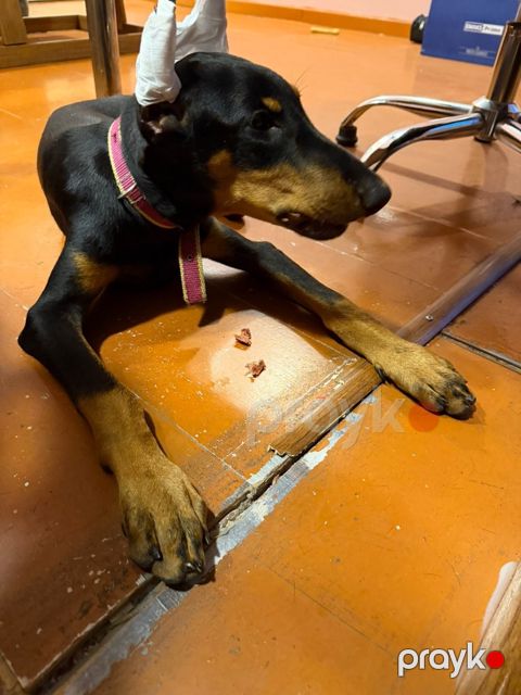 Doberman — Bakı