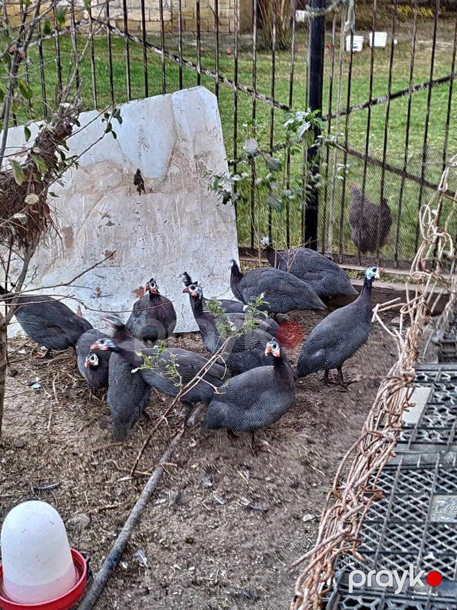 Firəng quşları — Quşlar, Sabirabad (6)
