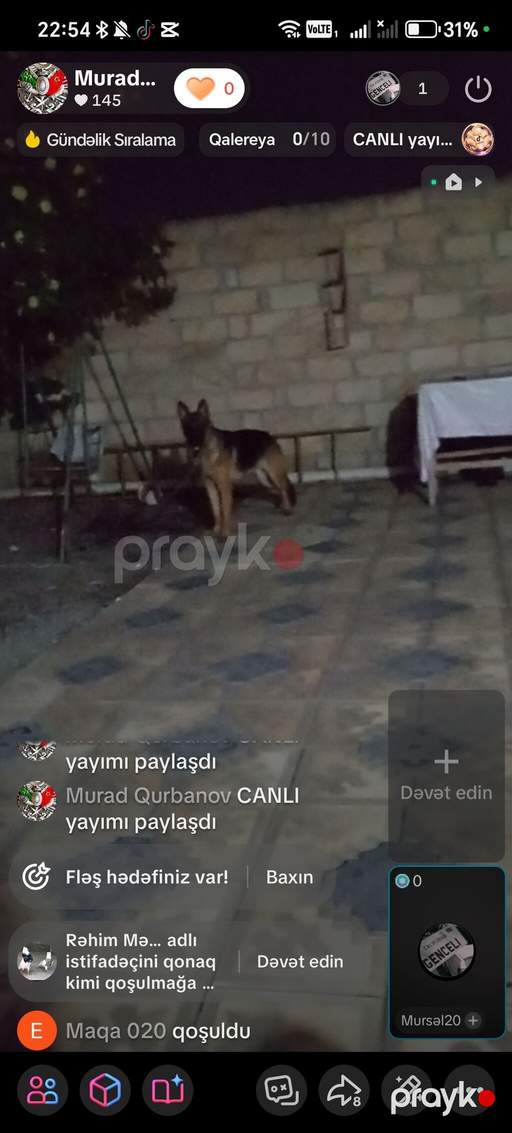 Alman çoban iti — Köpəklər, Samux (6)