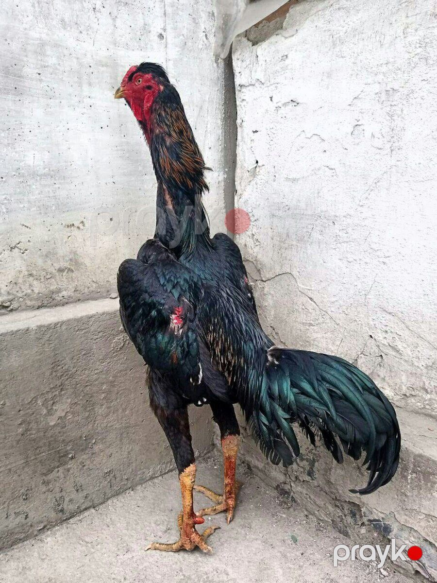Heyratı xoruzu — Quşlar, Ağstafa (2)