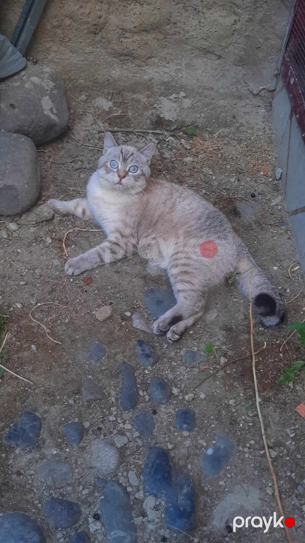 Şinşilla, Erkək — Pişiklər, Bakı (2)
