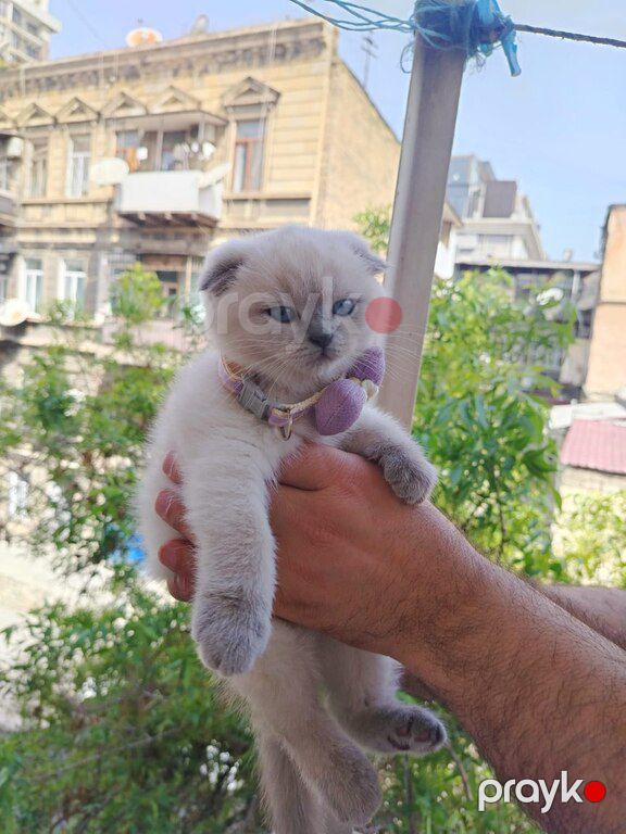 Котята шиншиллы — Pişiklər, Bakı (10)