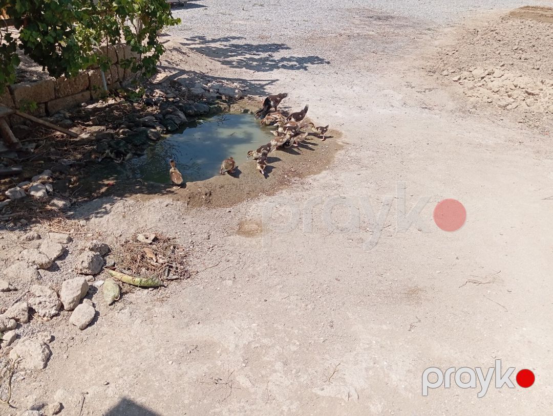 Lal ördəklər — Quşlar, Bakı (7)