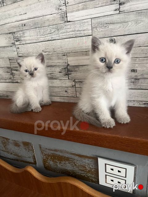 Şotland cinsli sevimli pişik balaları satılır Yeni doğulmuş, çox — Bakı