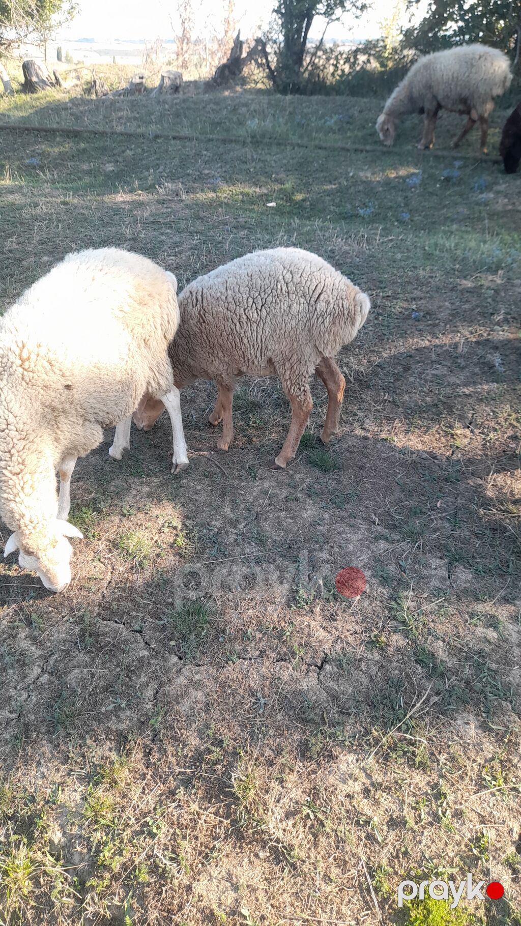 Salam beylagan guzusudu 8 ayligdi yaxşı damazlıq guzudu satma sebebim — Kənd təsərrüfatı heyvanları, Qusar (4)