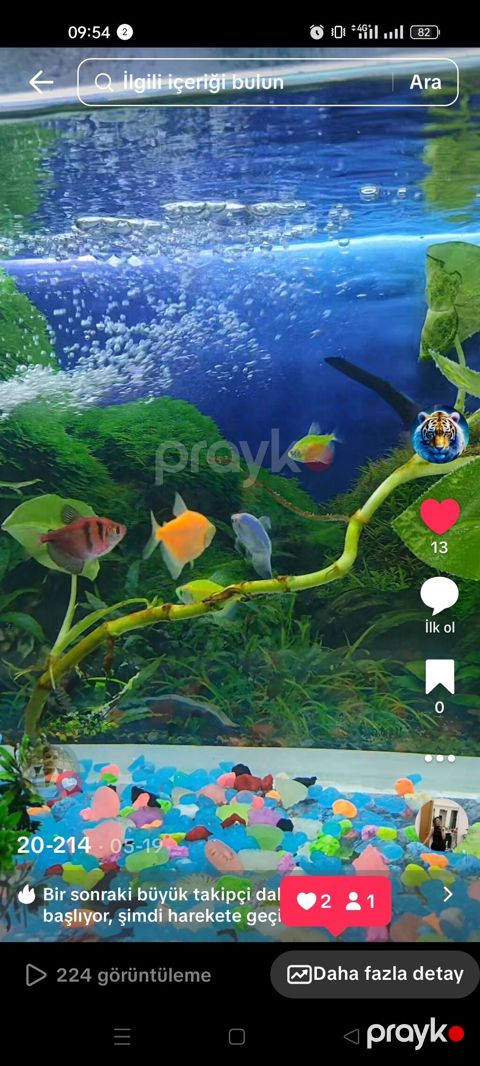 Akvaryum 14 l rəngli dekorativ daşlar 17 Glofish tetra biligi — Gəncə