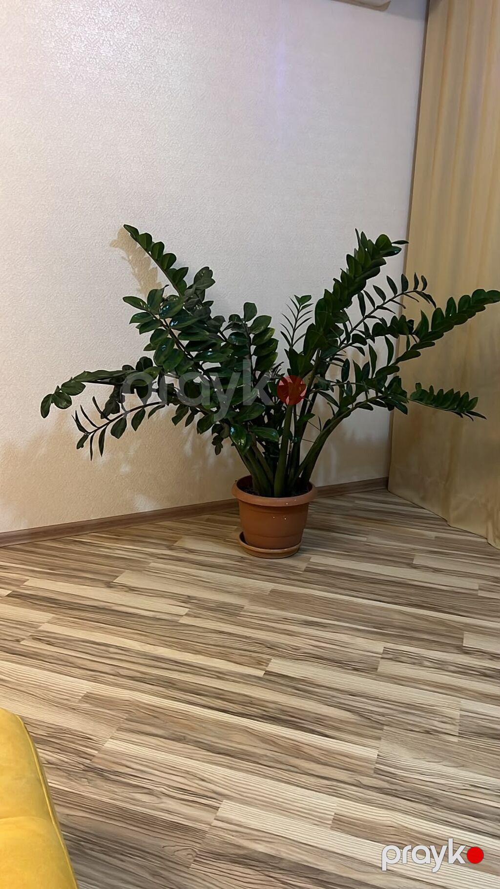 Sağlam, iri həcmli, gözəl görünüşlü Zamiokulkas (dollar gülü) otaq — Qapı bitkələri, Bakı (4)