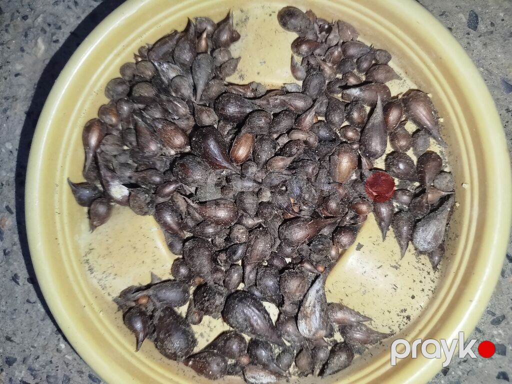 Sarı oxalis (Oxalis pes-caprae) soğanaqları. Parlaq sarı çiçəkləri və — Bitkilər, Digah (4)