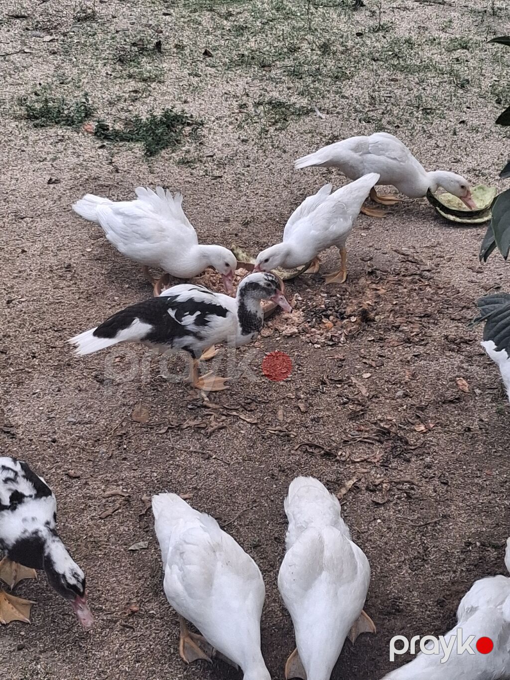Muscovy ördəkləri – juvenil sürü - Cins: Muscovy (indoutka), ağ və — Digərləri, Digah (3)
