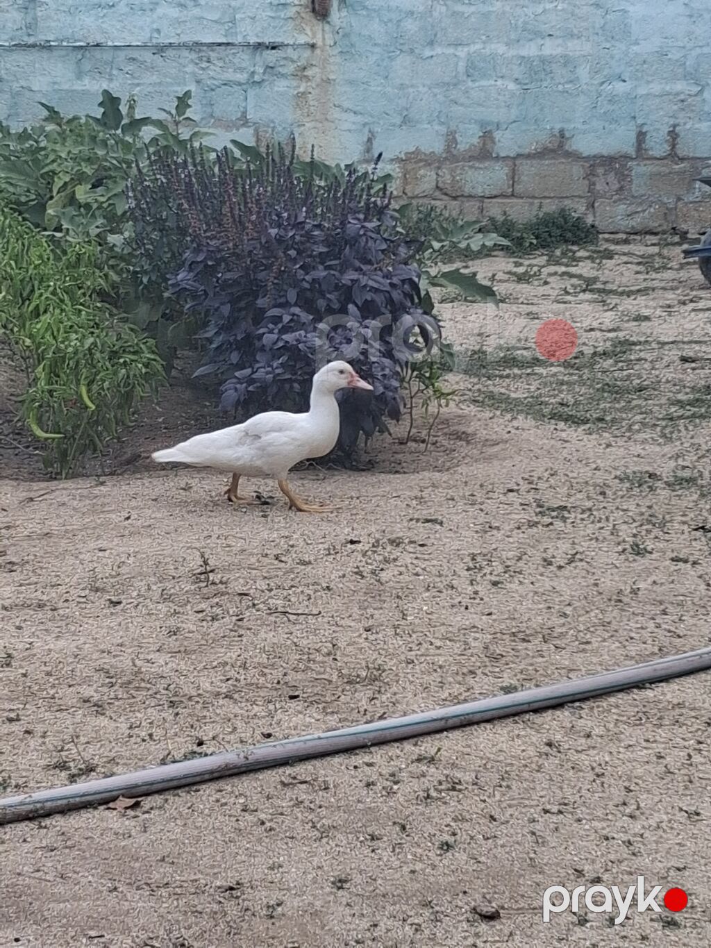 Muscovy ördəkləri – juvenil sürü - Cins: Muscovy (indoutka), ağ və — Digərləri, Digah (5)