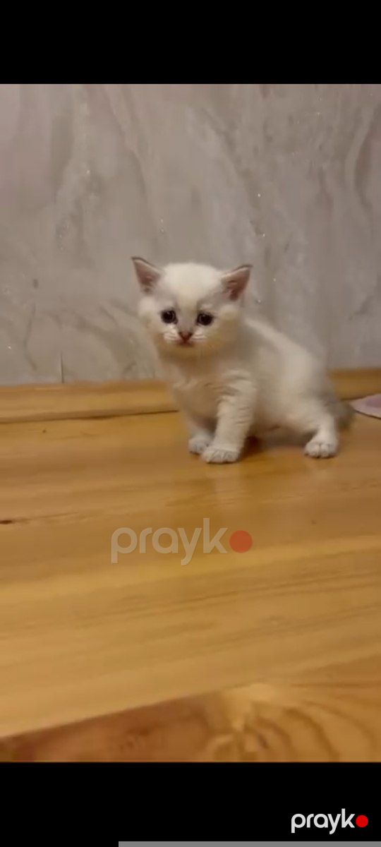 Britan pişiyi balası — Pişiklər, Bakı (4)