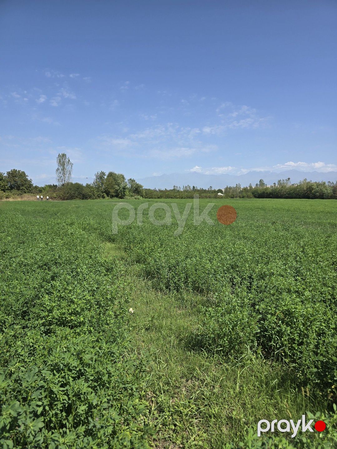 Satılır torpaq 500 sot — Torpaq, Qəbələ (2)