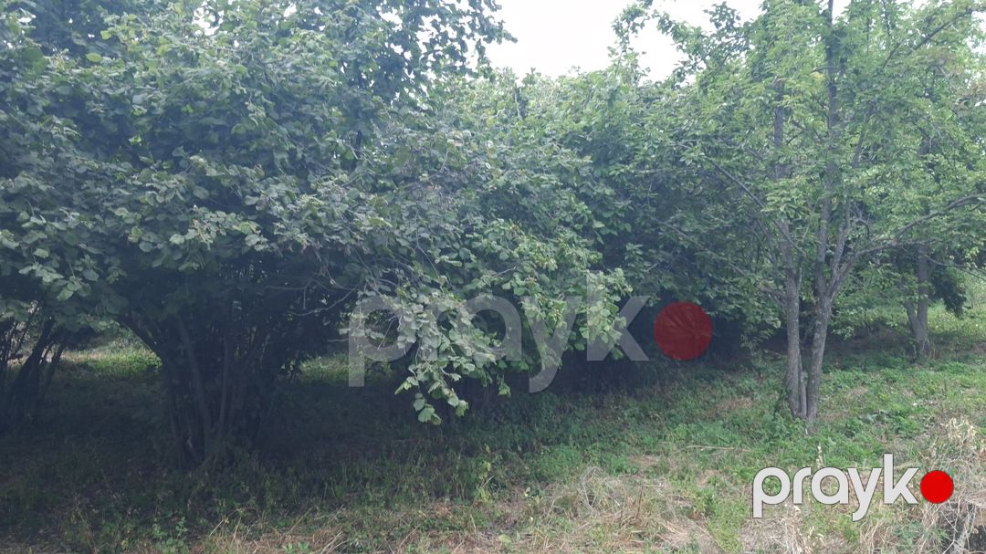 20 sot torpaq sahəsi, İsmayıllı r — Torpaq, İsmayıllı (8)
