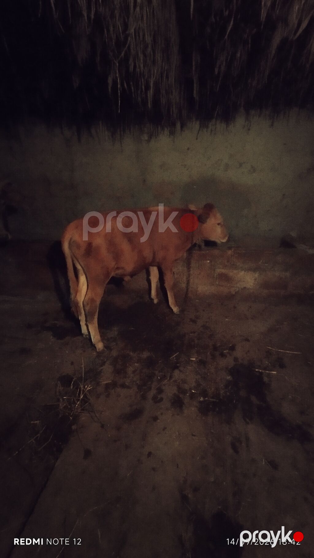 Iki erkek — Kənd təsərrüfatı heyvanları, Siyəzən (2)