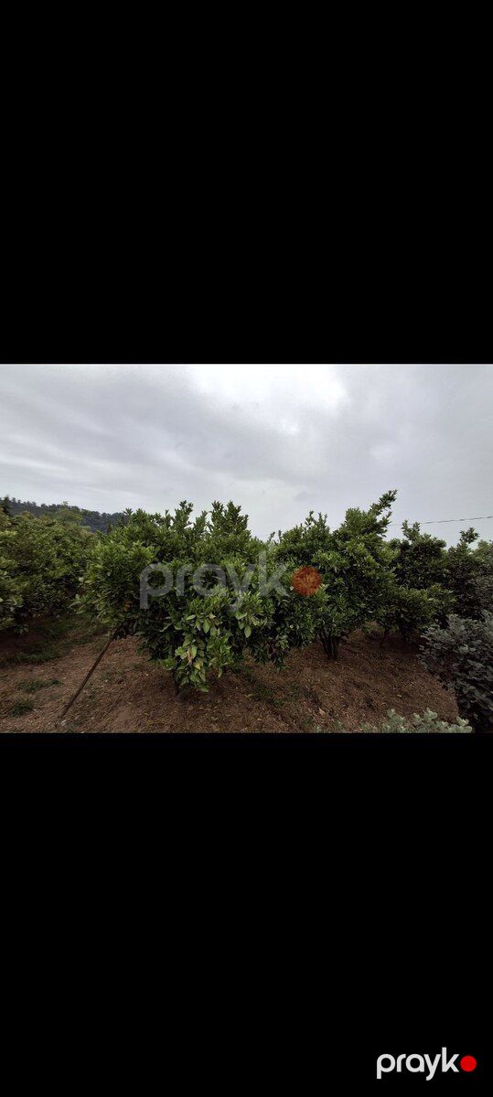 15 sot torpaq sahəsi, Astara r — Torpaq, Astara (10)
