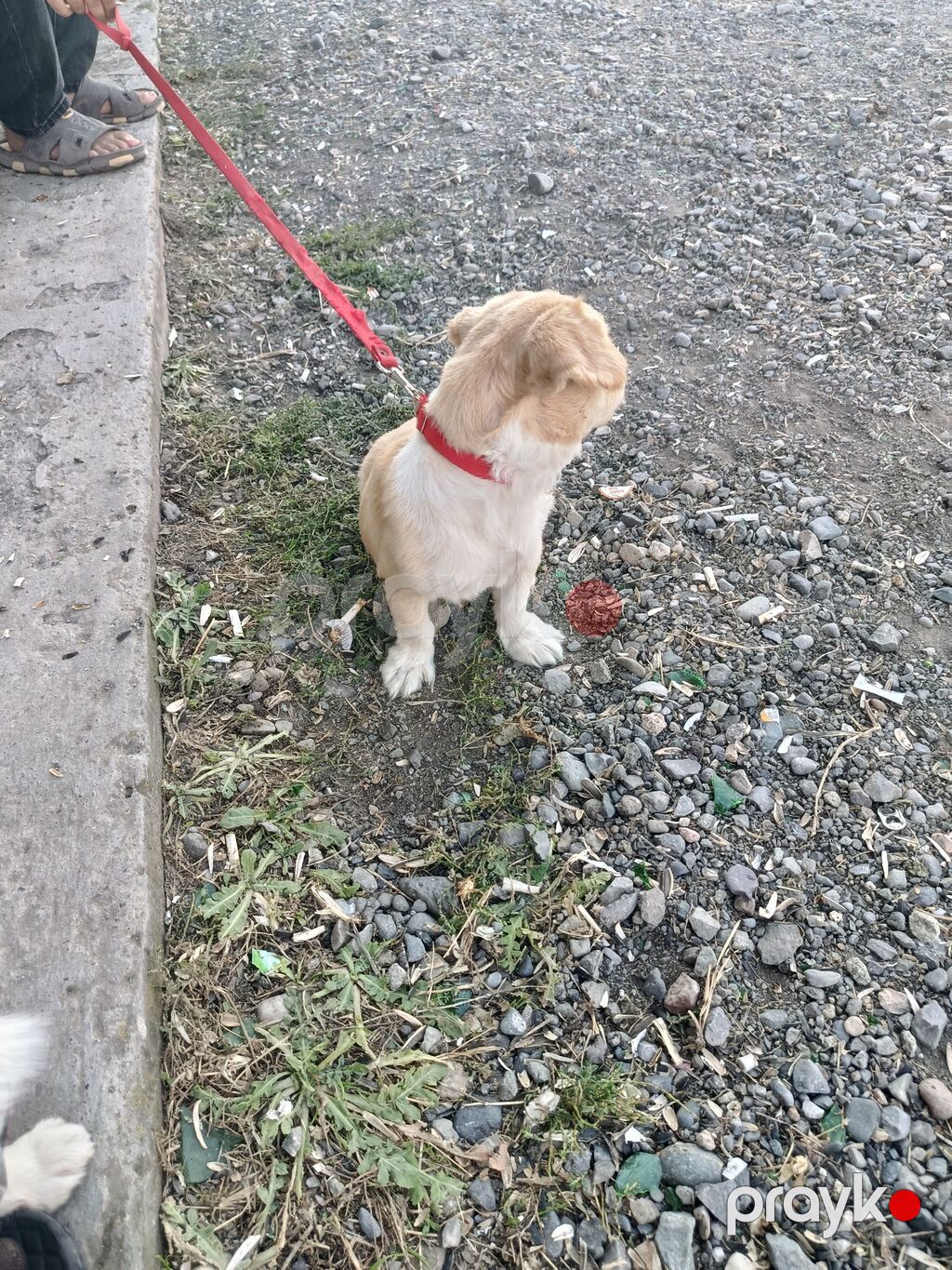 Pekines, 7 ay, Dişi, Peyvəndli, Ödənişli çatdırılma — Köpəklər, Gəncə (3)