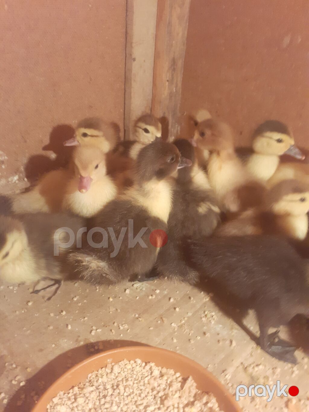 17 dene 3 gunluk ordek balalari biri 4 azn 055 880. 85. 29 — Digərləri, Xırdalan (7)