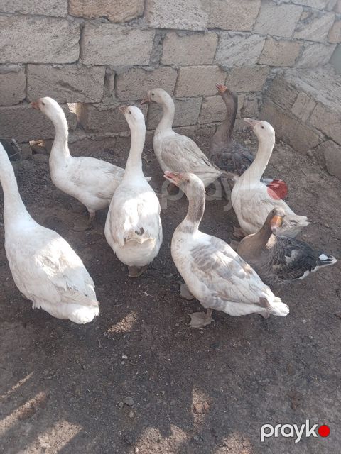 Qazlar və Lal ördəklər — Bakı