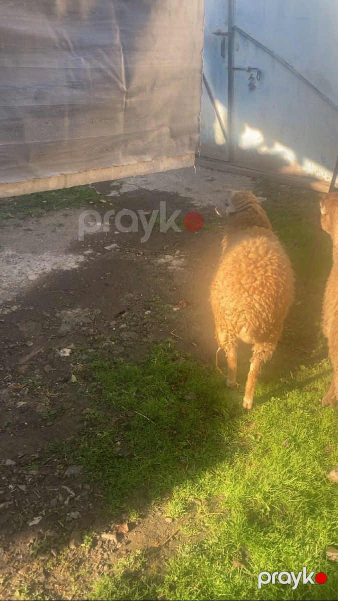 Quzular — Kənd təsərrüfatı heyvanları, Şəki (6)