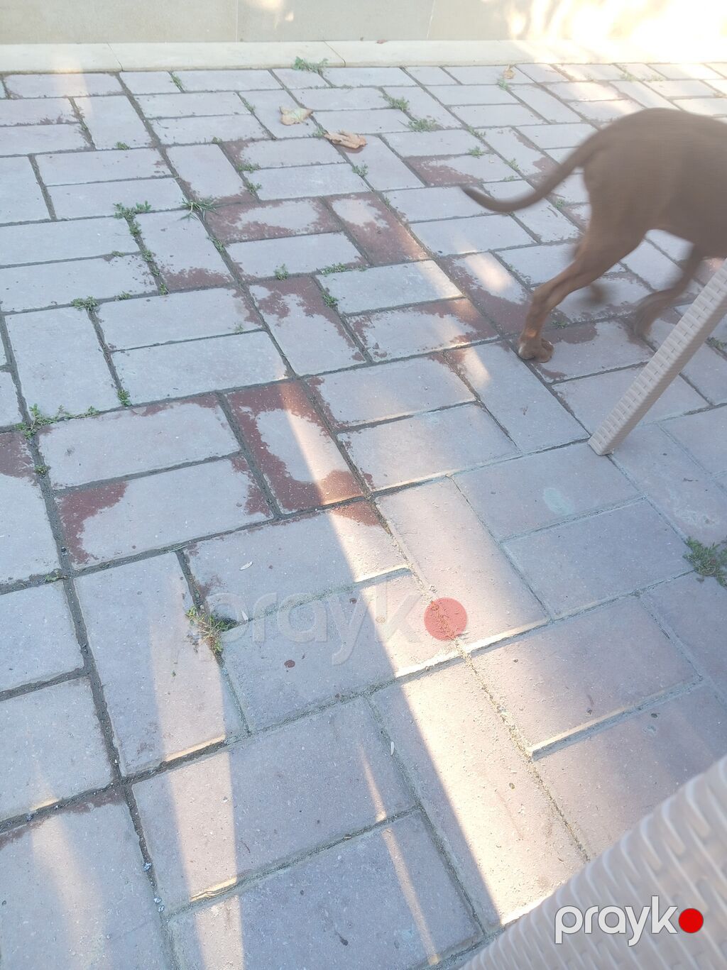 Peyvəndli — Köpəklər, Bakı (2)
