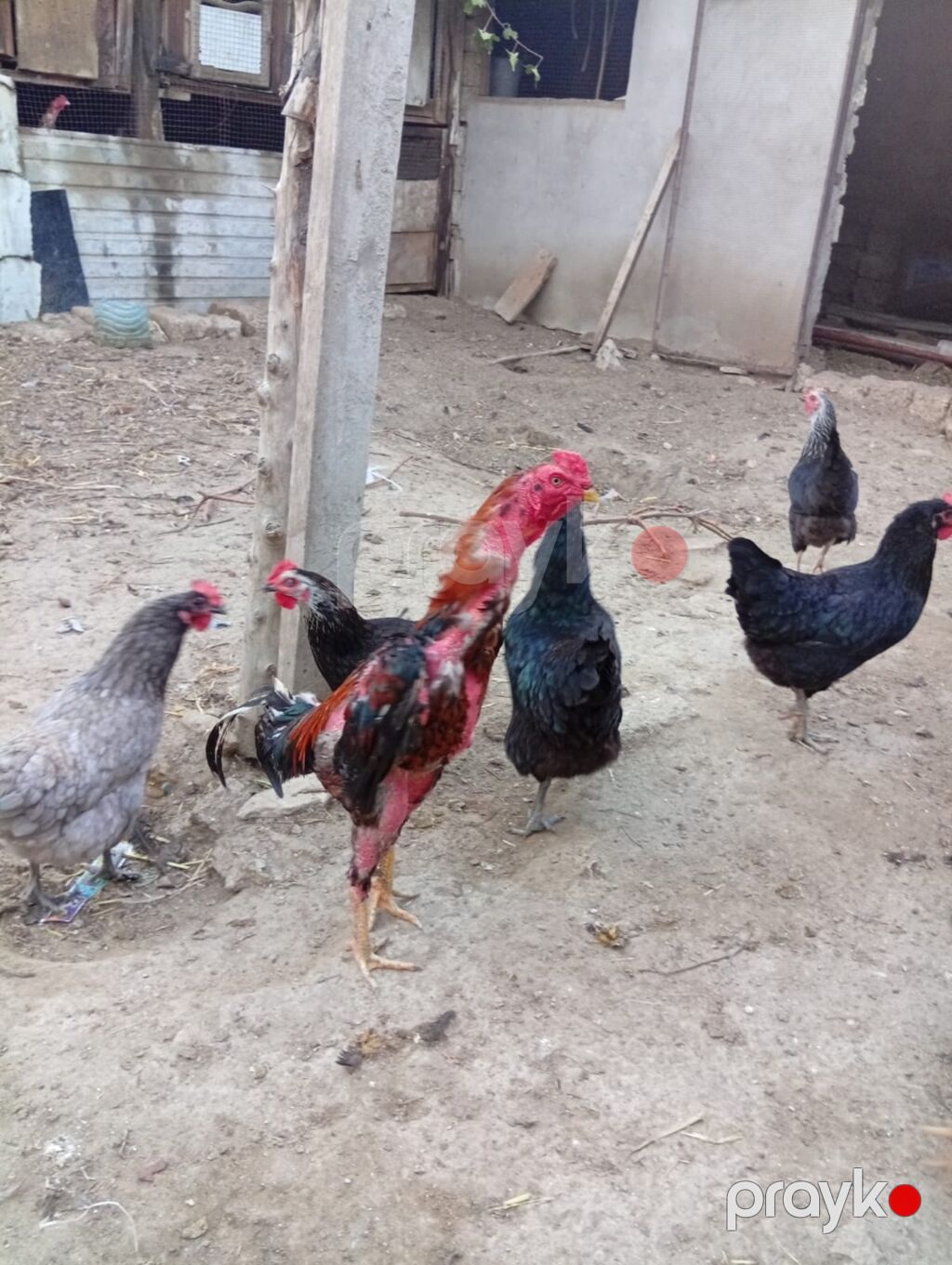 Xoruz, Heyratı, il: 1 — Toyuq və xoruz, Bakı (3)