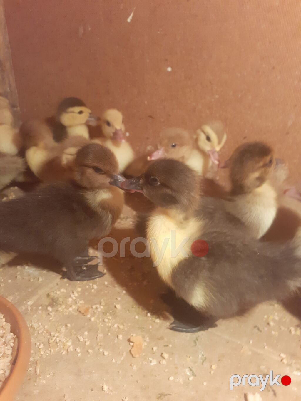 17 dene 3 gunluk ordek balalari biri 4 azn 055 880. 85. 29 — Digərləri, Xırdalan (9)