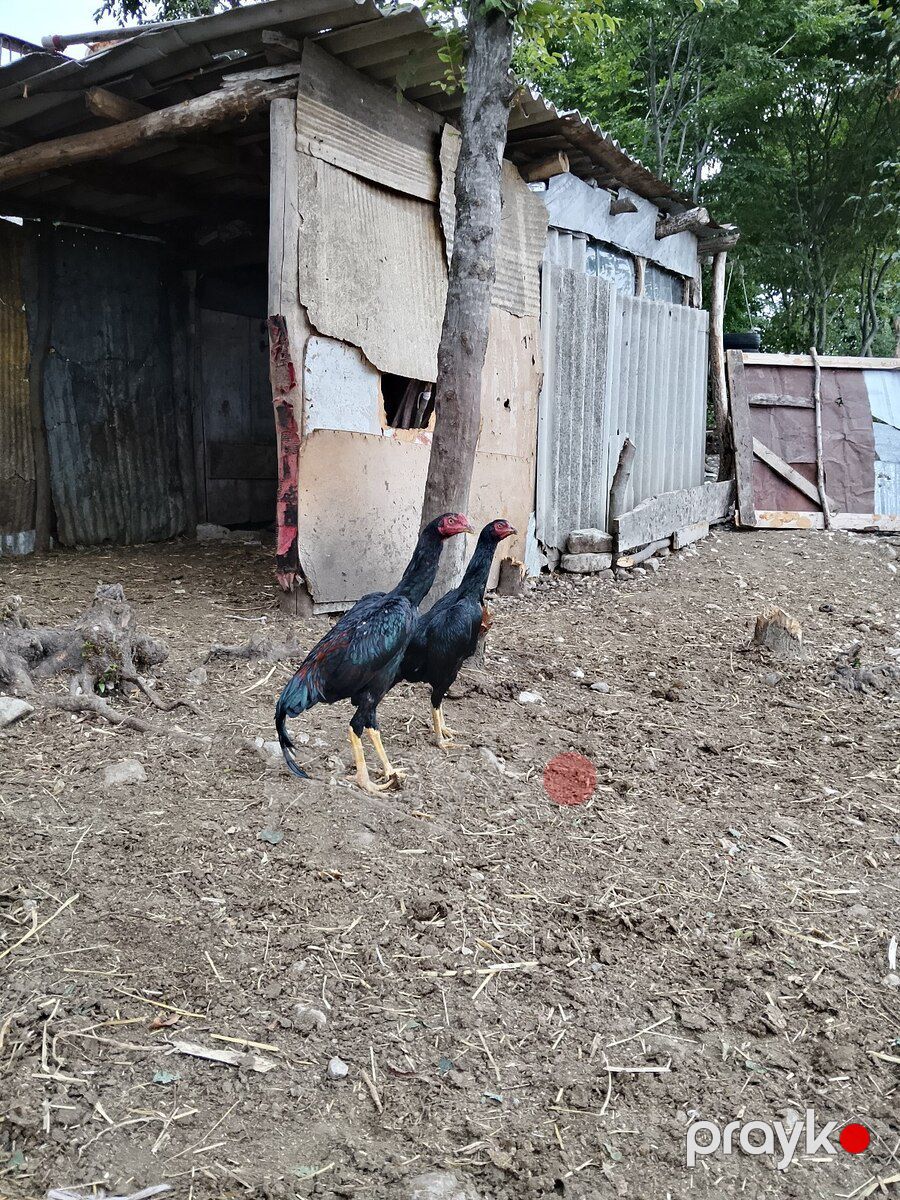Heyratılar — Quşlar, İsmayıllı (2)